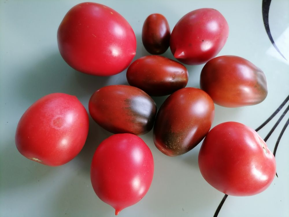 Урожайные сорта томатов, вкусные, для ог